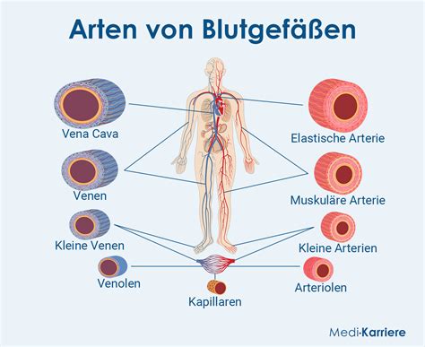 Darstellung der Wirkungsweise von Flavonoiden auf Blutgefäße