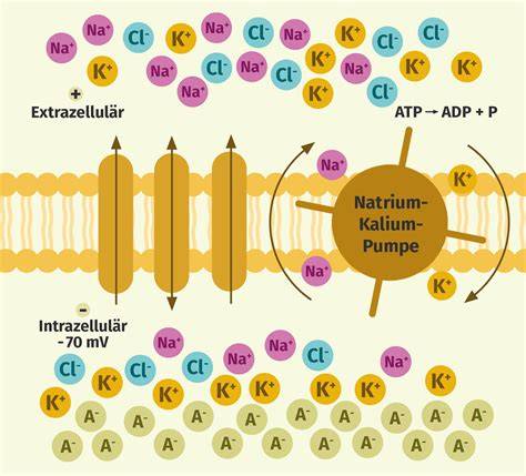 Darstellung von Kaliumionen in Flamme (Farbgebung) und Aschezusammensetzung