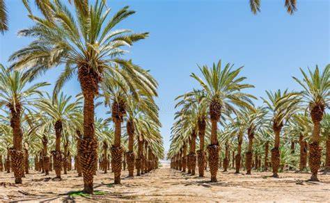 Dattelpalmen in Plantage