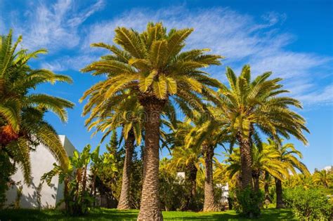 Dattelpalmen in Tunesien