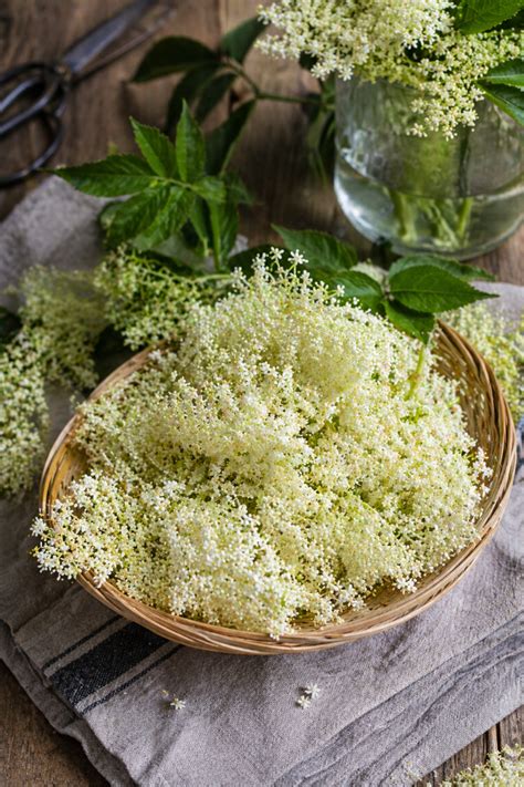 Dekorationsideen: Erdbeerrand, Puderzuckerstaub und frische Holunderblüten