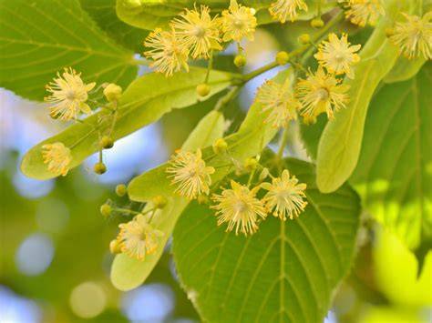 Der Bienenflug und die Lindenblüte