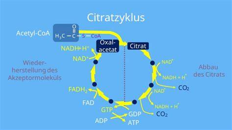 Der Citratzyklus (Zitronensäurezyklus) in der Zelle