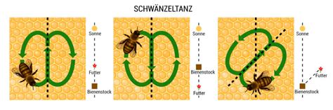 Der Schwänzeltanz der Bienen
