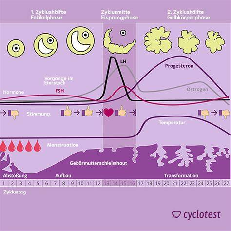 Der Zyklus des Blutzuckerspiegels und seine Schwankungen (Schaubild)