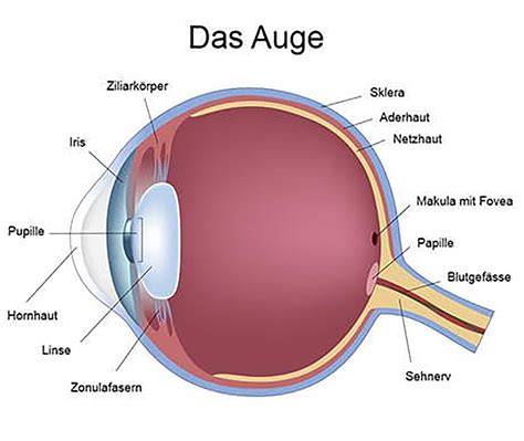 Detail: Augen- und Schnabelfarbgebung
