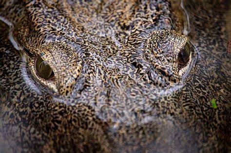 Detailaufnahme Augen und Kekse im Mund