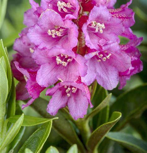 Detailaufnahme Rhododendron ferrugineum Blüte