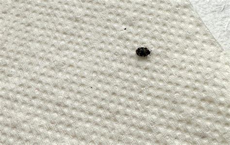 Detailaufnahme von kleinen schwarzen Käfern im Zucker