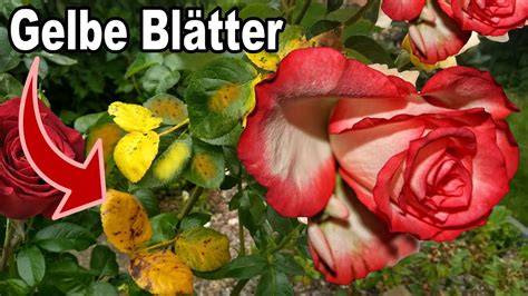 Detailfoto: Applizieren der Rosenblätter mit Zuckerkleber an der Blüte