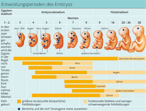 Diabetes während der Schwangerschaft und neurologische Entwicklung beim Kind