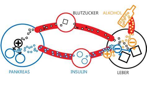 Diagramm: Alkoholabbau in der Leber und Auswirkungen auf den Blutzucker