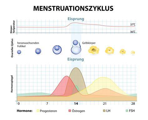 Diagramm: Auswirkungen von Zucker auf Spermienqualität und weibliche Fruchtbarkeit