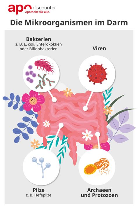 Diagramm: Einfluss von dunkler Schokolade auf das Darmmikrobiom und psychische Gesundheit