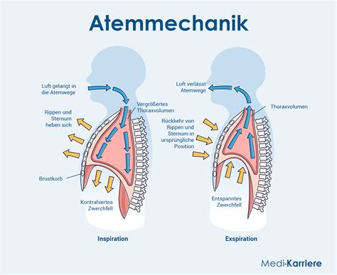 Diagramm: Körperliche Reaktionen auf Emotionen (Herzfrequenz, Atmung, Muskelspannung)