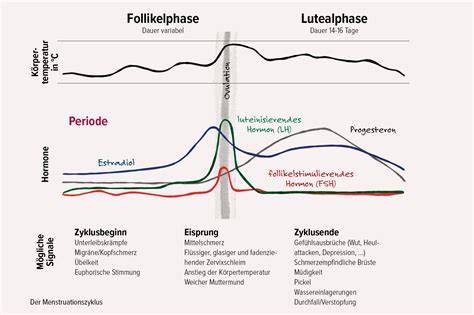 Diagramm: Phasen des Menstruationszyklus und Hormonspiegel