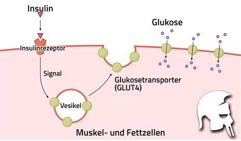 Diagramm: Signalwege der Glukoseaufnahme in der Muskelzelle
