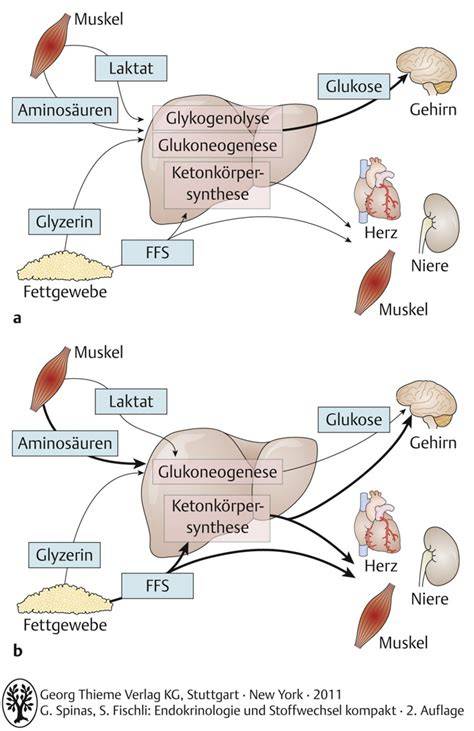 Diagramm: Veränderungen im Körper bei zuckerfreier Ernährung