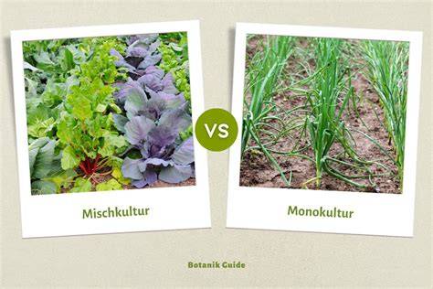 Diagramm: Vergleich Monokultur, Mischkultur, Agroforstsystem