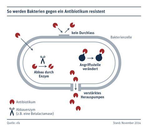 Diagramm: Wirkmechanismen von Honig gegen Bakterien