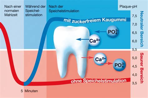 Diagramm: Wirkung von zuckerfreiem Kaugummi auf Speichelfluss und Zahnschmelz