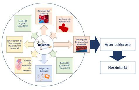 Diagramm: Wirkungen von Flavonoiden auf Herz-Kreislauf-System und Haut