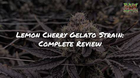Diagramm zu idealen Umweltbedingungen für Lemon Cherry Gelato