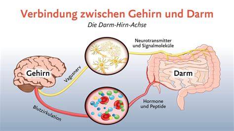 Die Darm-Hirn-Achse und ihre Bedeutung für Angst und Wohlbefinden