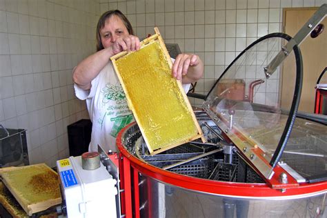 Die Gewinnung und Abfüllung von Honig in der Imkerei