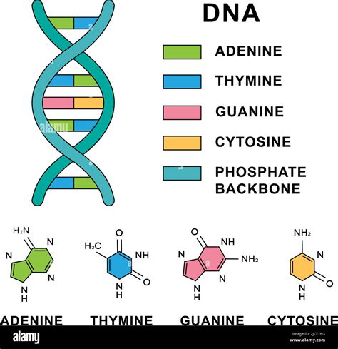 Die vier Nukleinbasen: Adenin, Thymin, Guanin, Cytosin