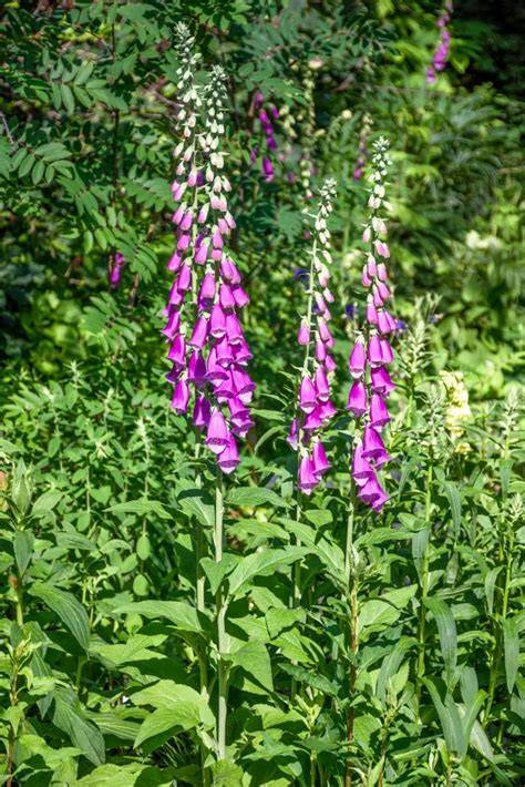 Digitalis purpurea mit Blütenstand und Bienen