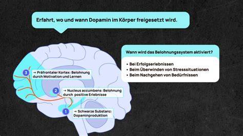 Dopamin und Belohnungssystem - Bildgebung des Gehirns beim Zuckerkonsum