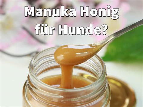 Dosierung von Honig für Hunde