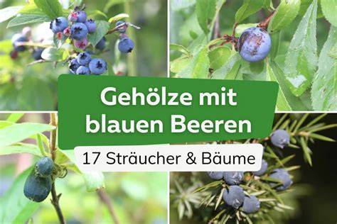 Drip-Glasur mit Beeren: Schema der Tropfen und Beerenplatzierung