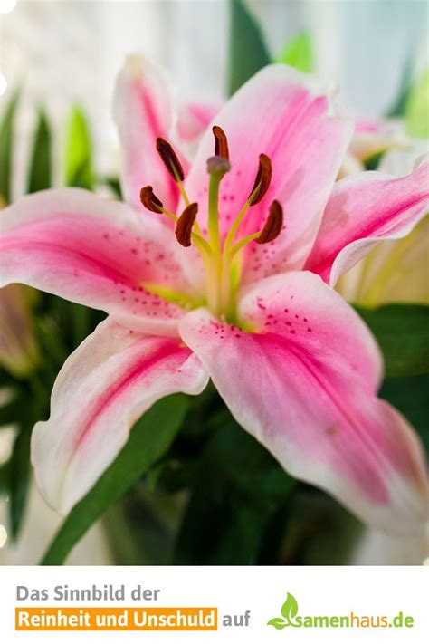 Echte Lilien auf Torte - Risiken