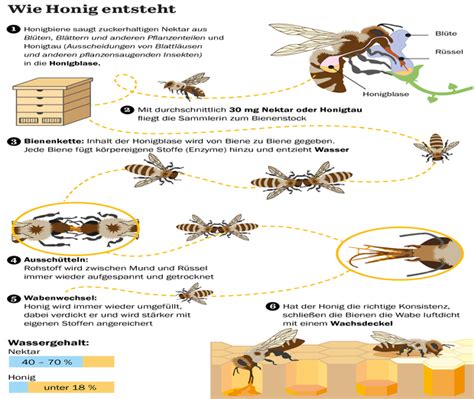 Einsatz von Honig in der Diätküche (Abnehm-Tipps, Infografik)