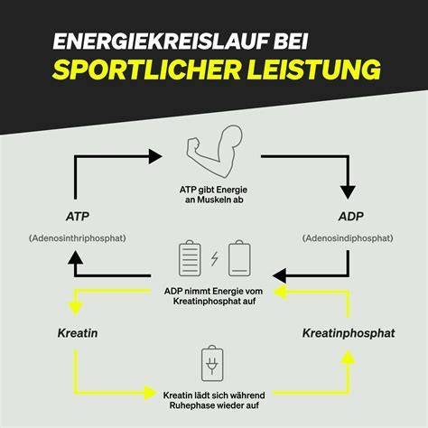 Einsatzbereiche von Kreatin im Sport