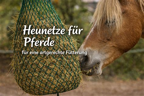 Einweichprozess von Rübenschnitzeln für Pferde