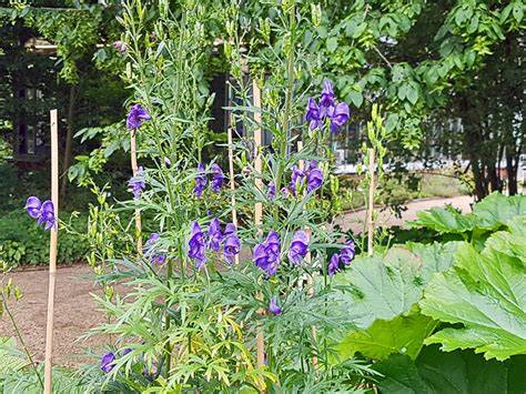 Eisenhut im Garten, Schutzmaßnahmen
