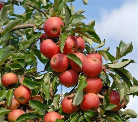 Elstar Äpfel am Baum - gelb-rote Schale und weiß-gelblicher Kern