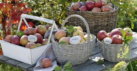 Empfehlenswerte Apfelsorten für Marmelade