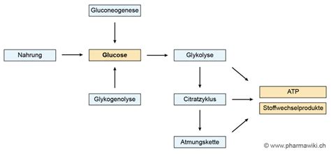 Energiegewinnung aus Zucker, Glucose-Stoffwechsel
