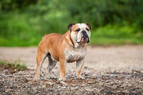 Englische Bulldogge schoko Farbe: leberfarbene Nase und Lefzen