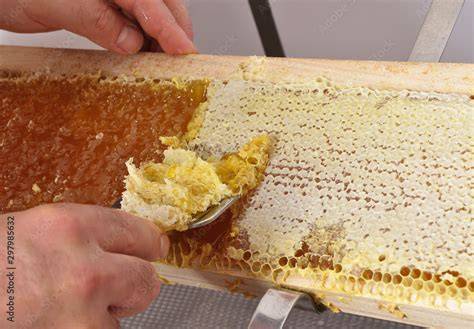 Entdeckelung einer Honigwabe mit Wabenheber und Messer
