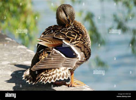 Ente am Ufer eines Sees mit verschiedenem Futter