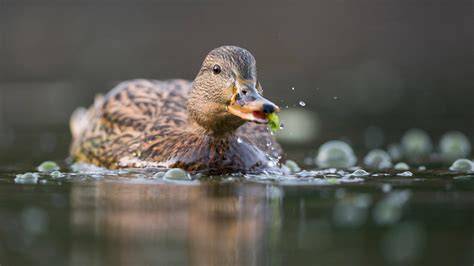 Ente beim Fressen von gesunden Alternativen