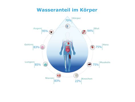 Entstehung und Verteilung von Knoblauchgeruch im Körper