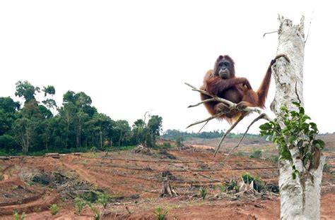 Entwaldung für Palmölplantagen / Orang-Utan Habitatverlust