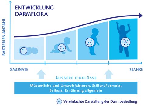 Entwicklung der Darmflora bei Säuglingen