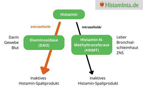 Enzym DAO und Histaminabbau